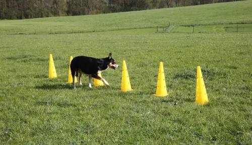 Agility skákacia súprava s tromi prekážkami, 6 kužeľmi, prekážková a slalomová dráha v jednom – žltá