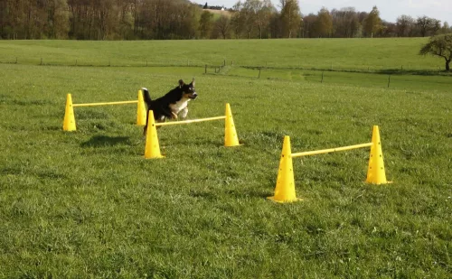 Agility skákacia súprava s tromi prekážkami, 6 kužeľmi, prekážková a slalomová dráha v jednom – žltá