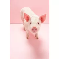 Nástroje na chov osípaných