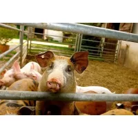 Označovanie osípaných