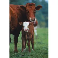 Odstav teliat a chov